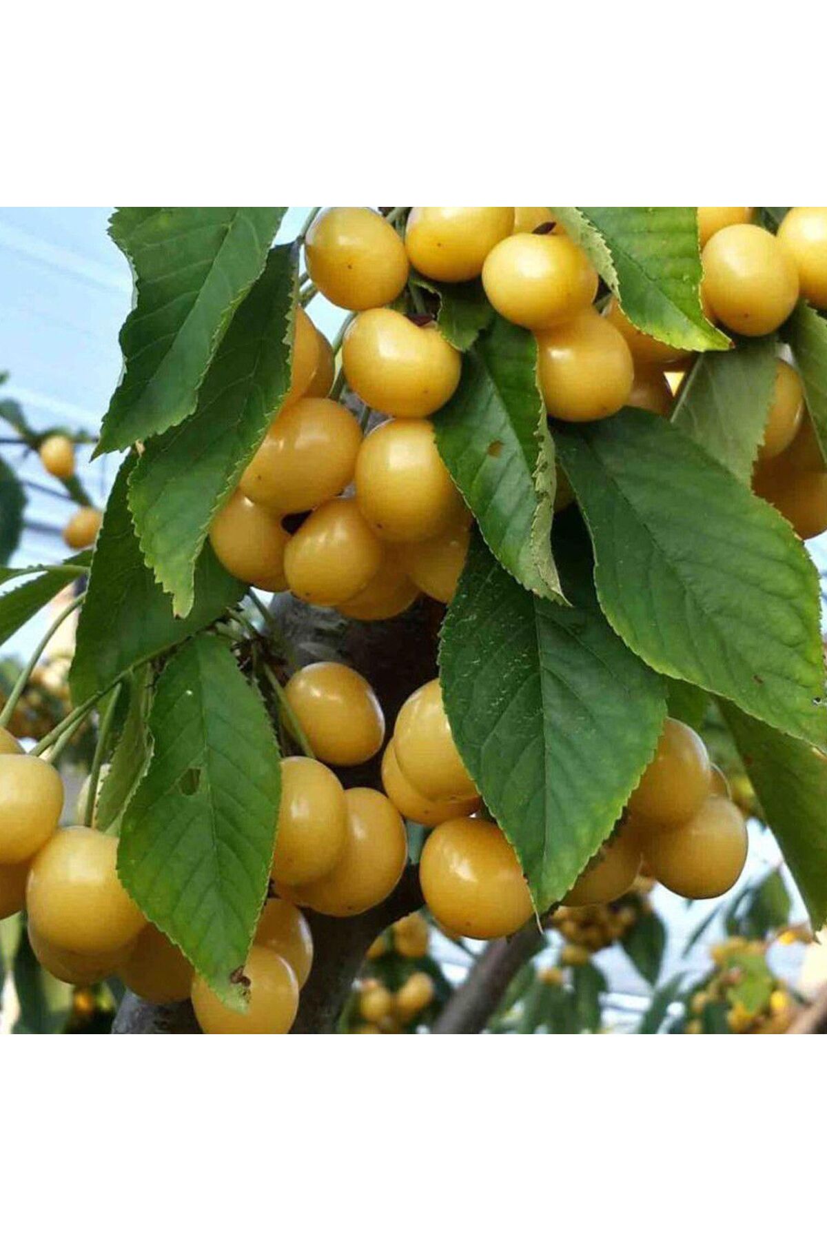 2 yaş aşılı tozlayıcı starks gold beyaz kiraz fidanı açık kök